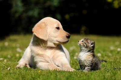 Dog and cat general consultation