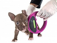 Pet Microchipping