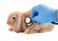 rabbit vaccination